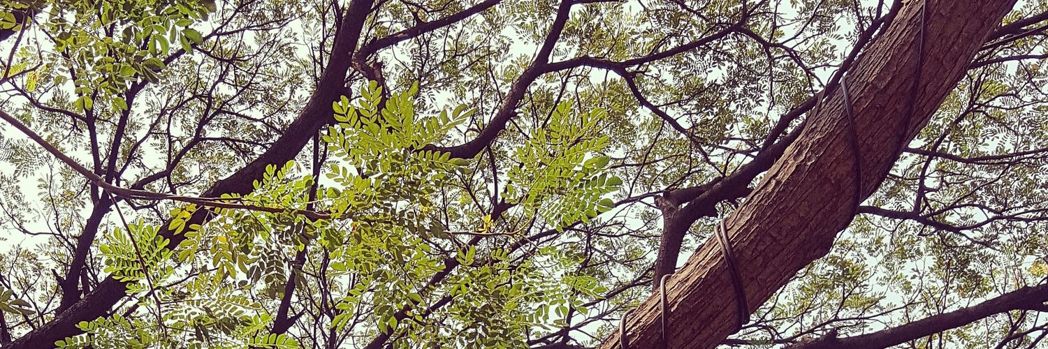 PolsriBever's profile banner image