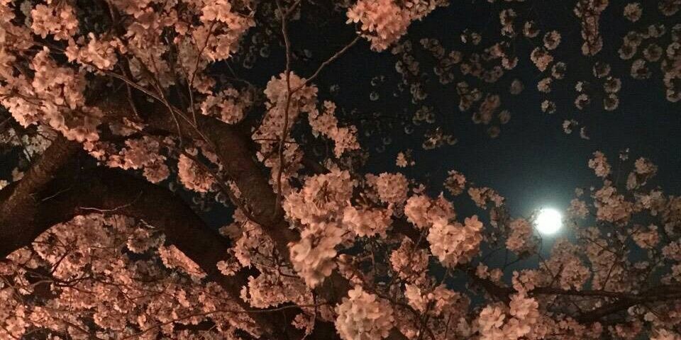 rochie_chan's profile banner image
