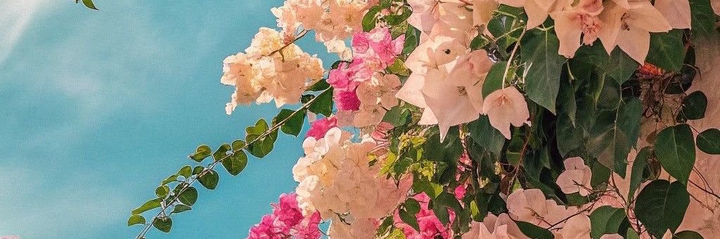 evigmz's profile banner image
