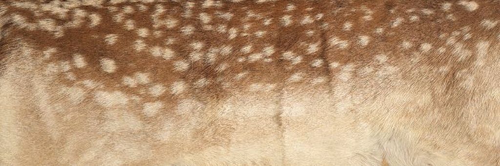 RosesOfDust's profile banner image