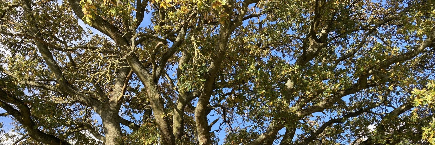 Brien Beharrell banner