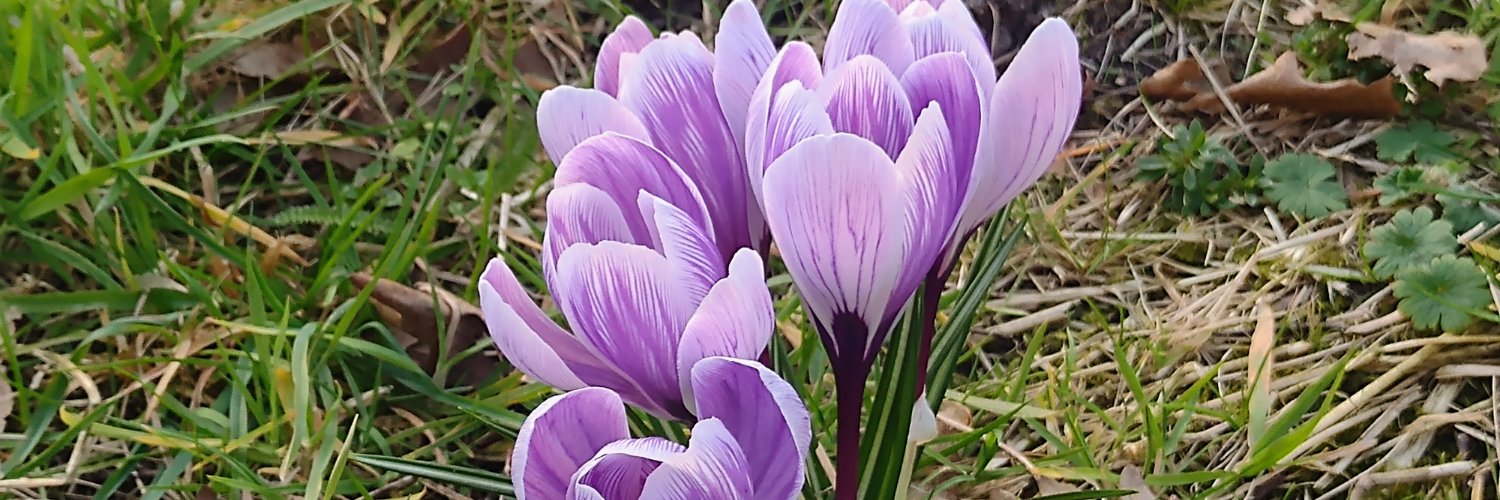 Simone Bergmann banner