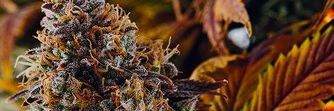 420stonerd's profile banner image
