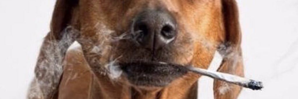kkiprono4's profile banner image
