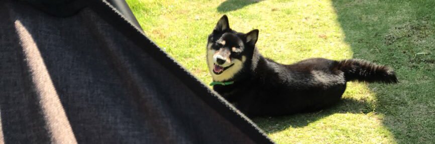 DogPaya's profile banner image