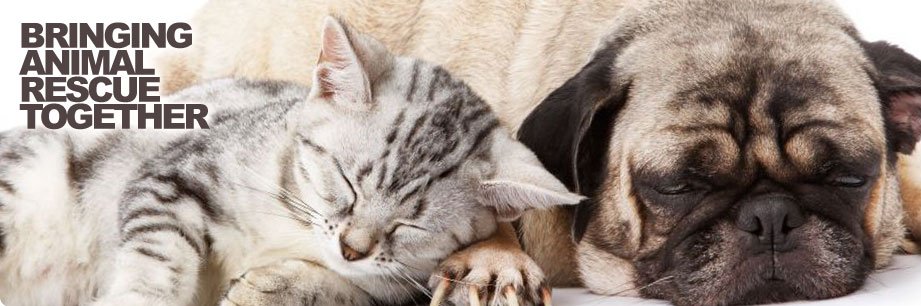 Rehome_Me's profile banner image