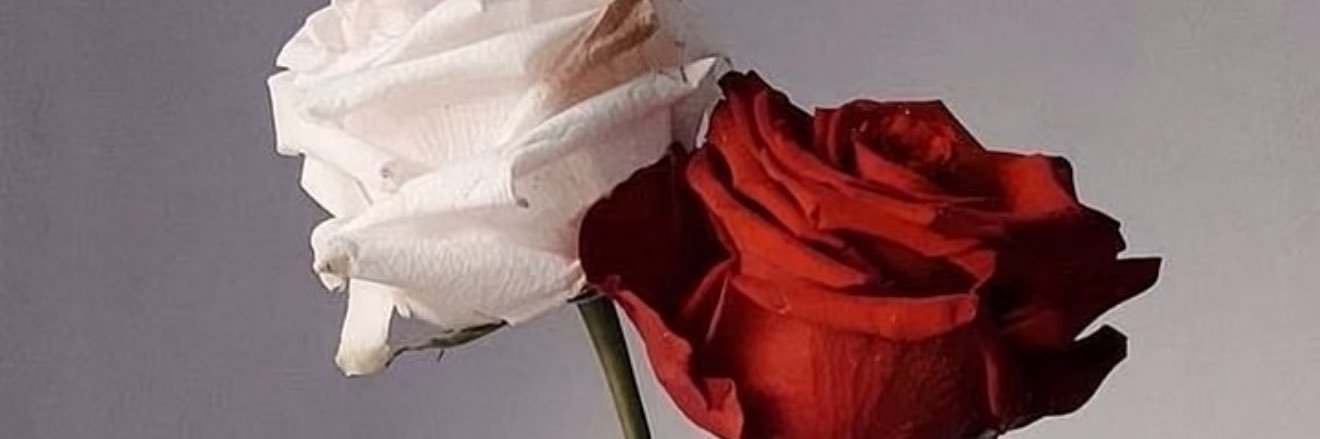 ward33555's profile banner image