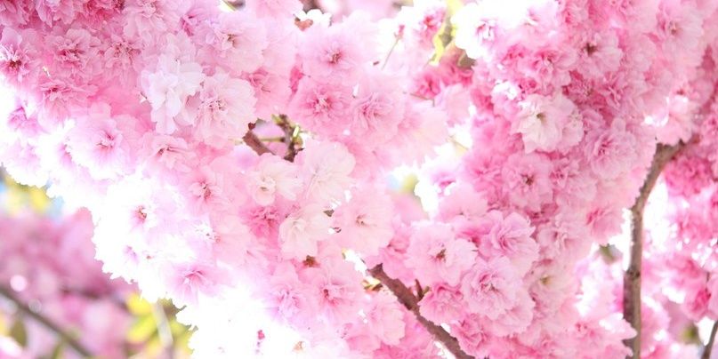Kristen12Ru's profile banner image