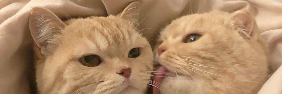 mspsrs's profile banner image