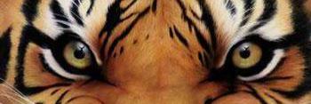 Tiger Tex banner