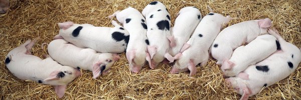 BritishPigAssoc Profile Banner