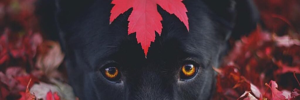 TheRealAni923's profile banner image