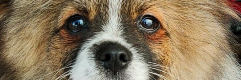 Padreultraderecha banner