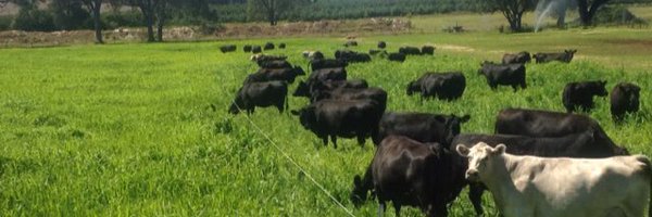 bogoias Profile Banner