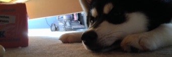 restiFox's profile banner image