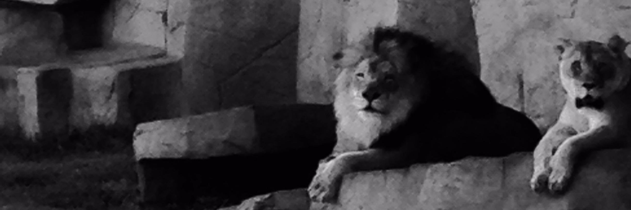 roartime1's profile banner image