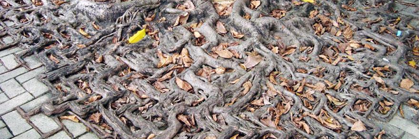 shrannah Profile Banner