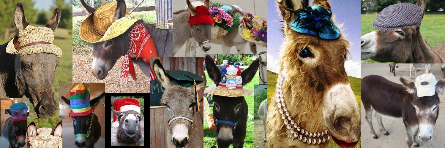 DonkeysInHats's profile banner image