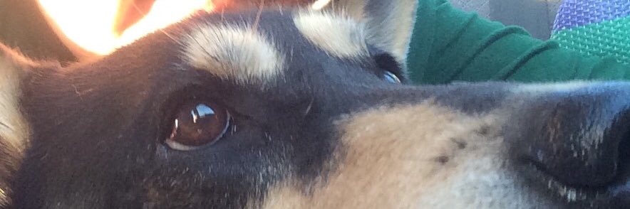 Γιούχα 🐶🐻🦟🦅 banner