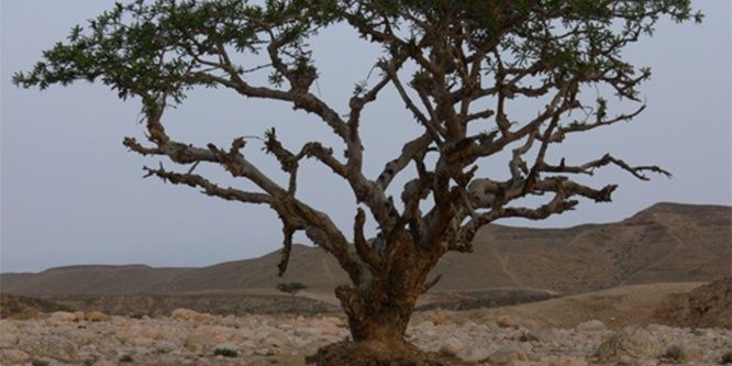 جنائز ظفار's banner
