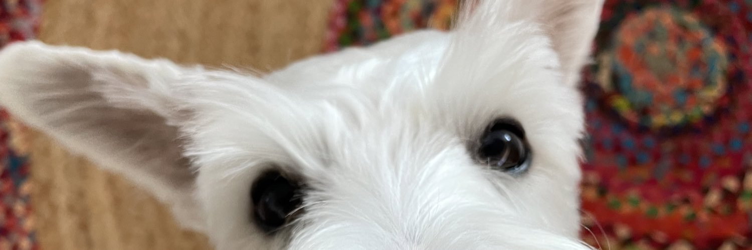 omgitssparkerr's profile banner image