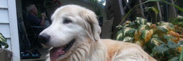 Daryl Dagesse banner