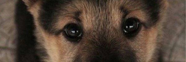 bettinaschroed5 Profile Banner