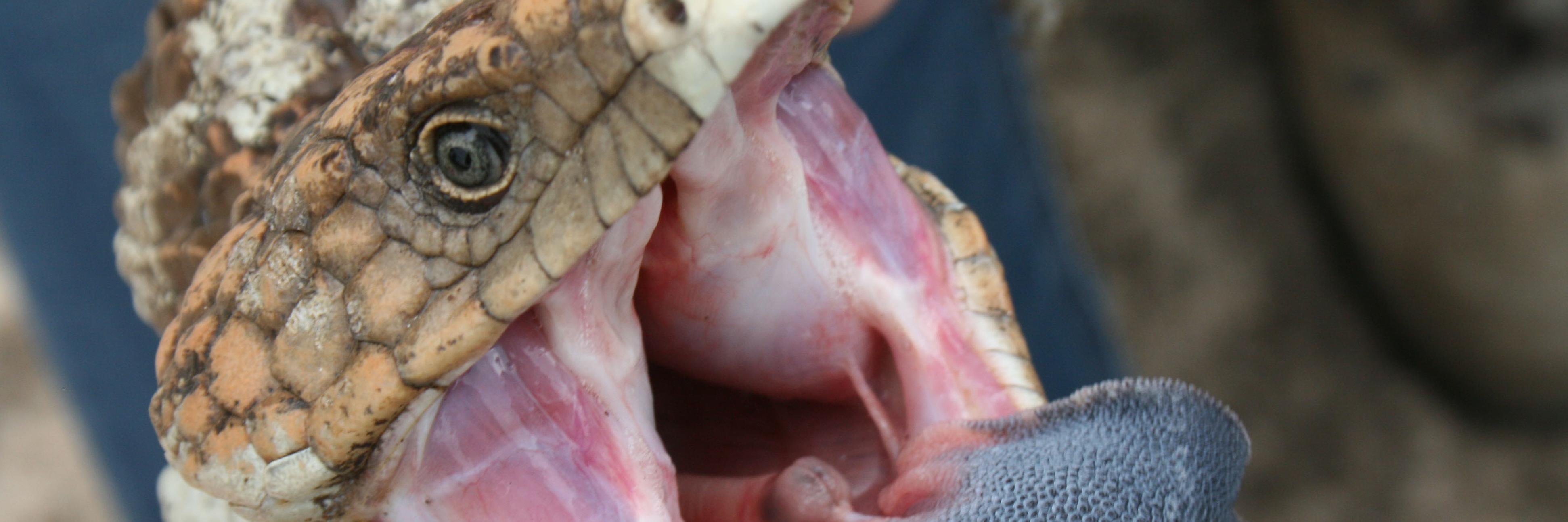Acanthoplus's profile banner image
