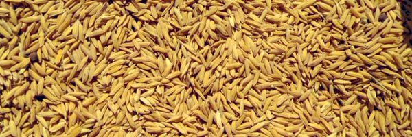 dhot_man Profile Banner