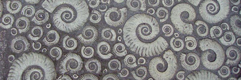 Forshore Fossils banner