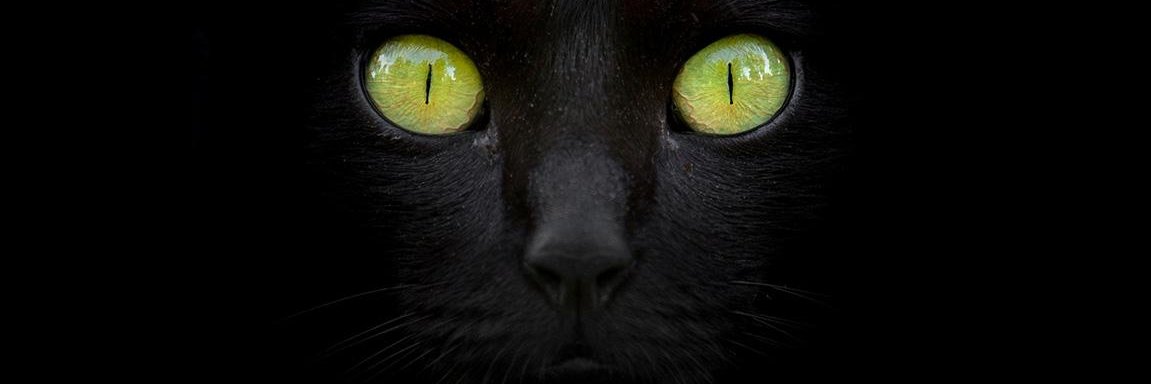 evassilas's profile banner image
