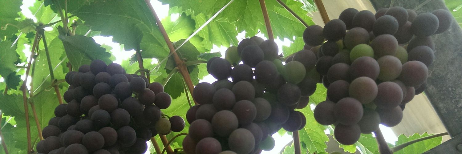 BasvandenBroeck's profile banner image
