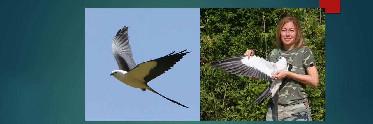 Jennifer Coulson banner