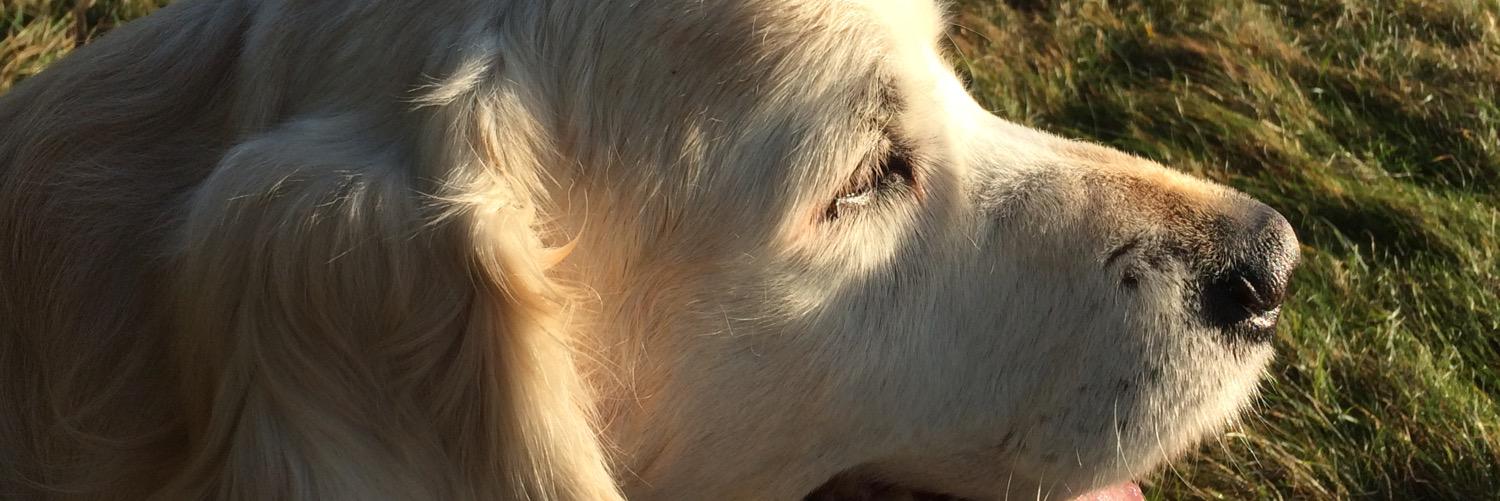 Deborah Turner banner