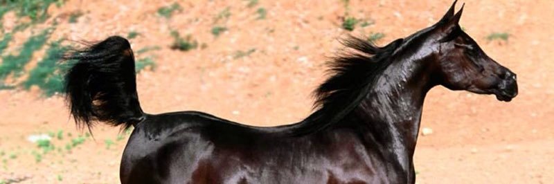 Khelan71's profile banner image