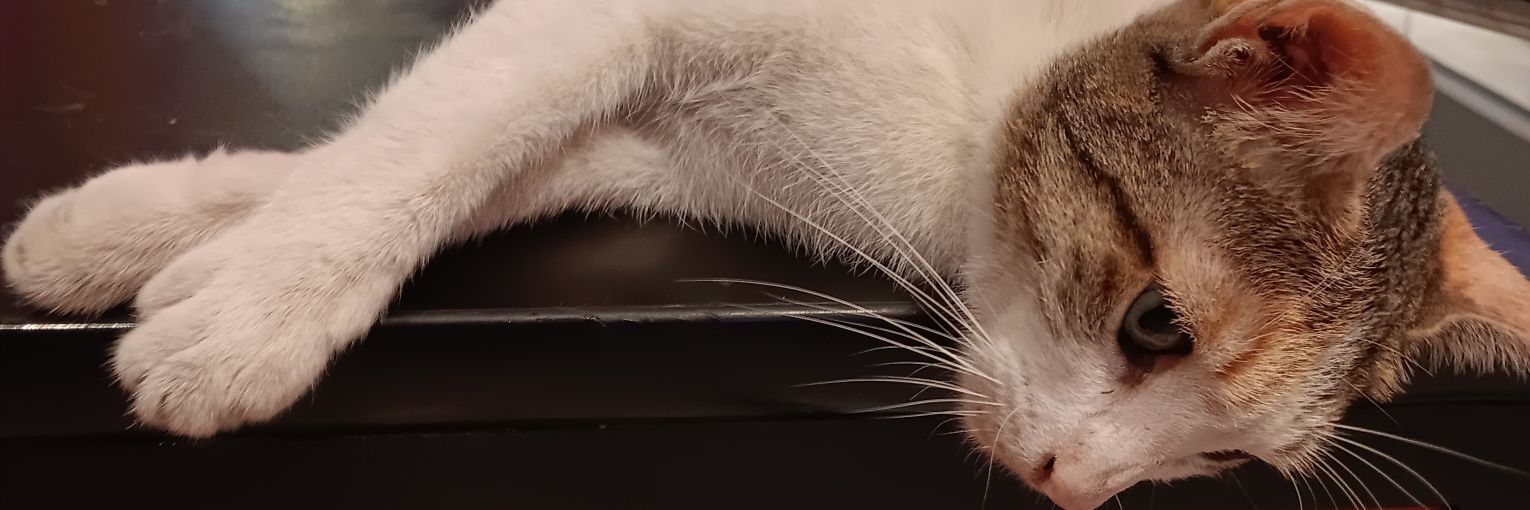 rencecalara's profile banner image