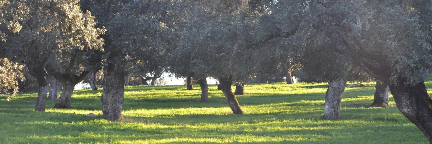 Fco Javier Domínguez banner
