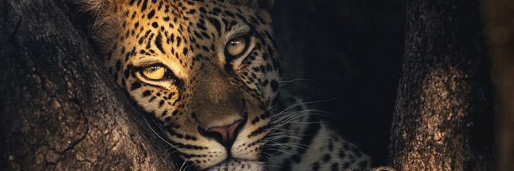 caarolinathu's profile banner image