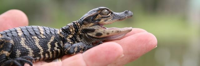 TheGatorama's profile banner image
