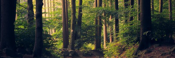 noiselabs Profile Banner