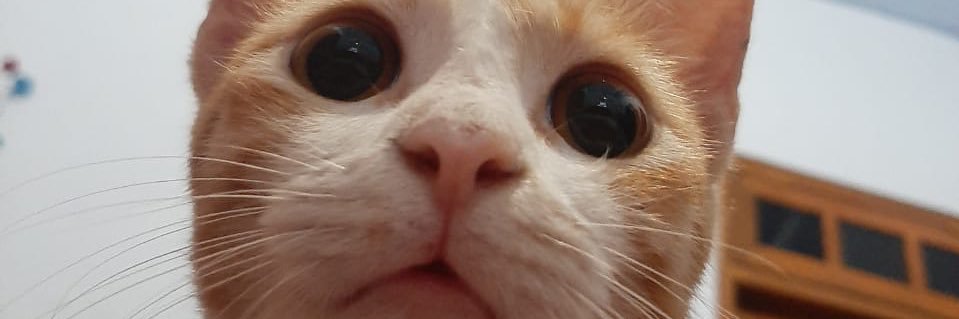 daniinaad's profile banner image