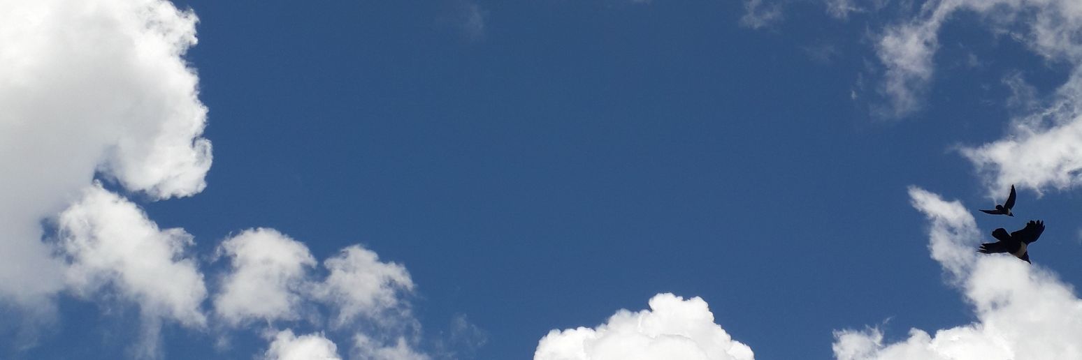 Watiri Mbatia banner