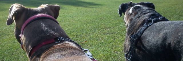 Animalliberator's profile banner image