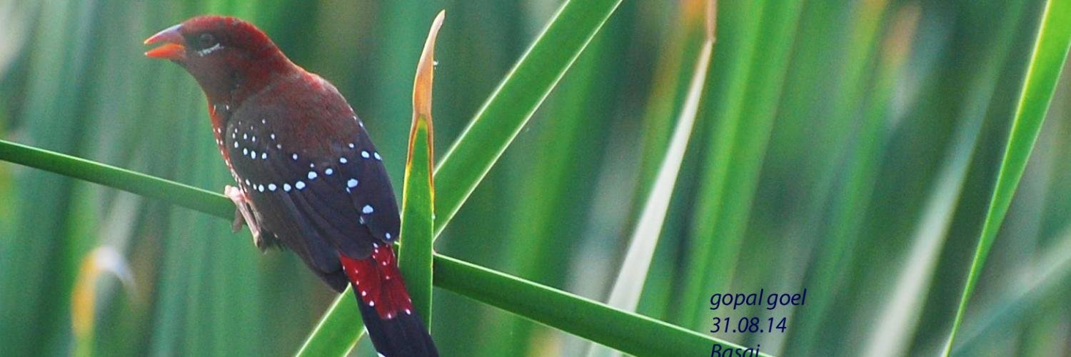 gopalgoel's profile banner image