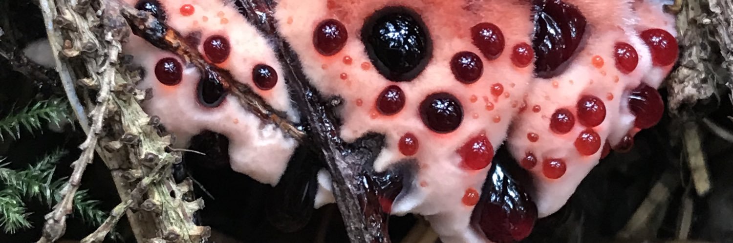 geoleeny's profile banner image