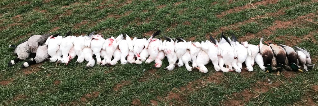 connor walstad banner