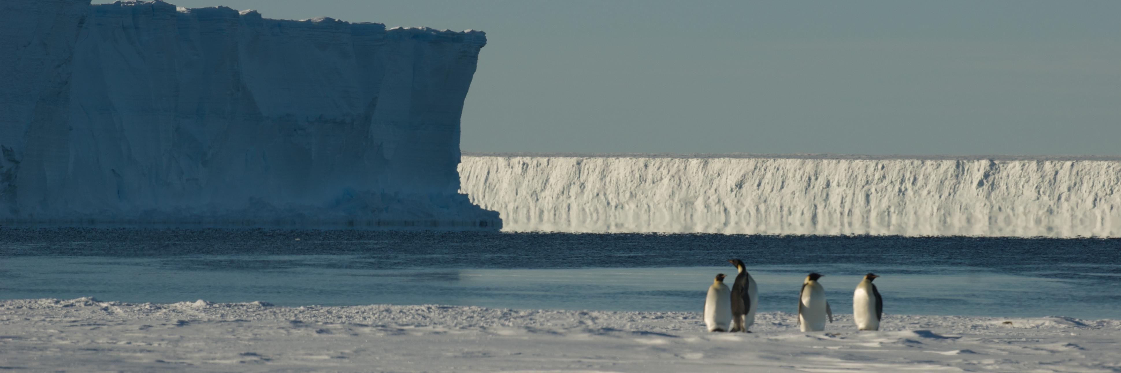 TweetinIceShelf's profile banner image