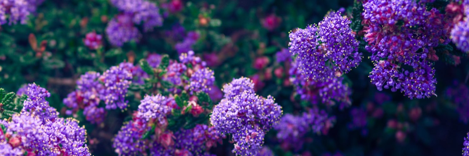 HeyItsVeronica_'s profile banner image