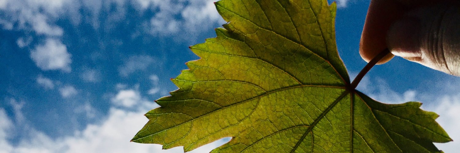 O P T I M I S T I C ♥️ banner