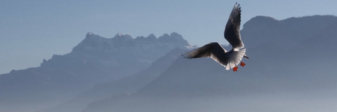 Tania Cavassini banner